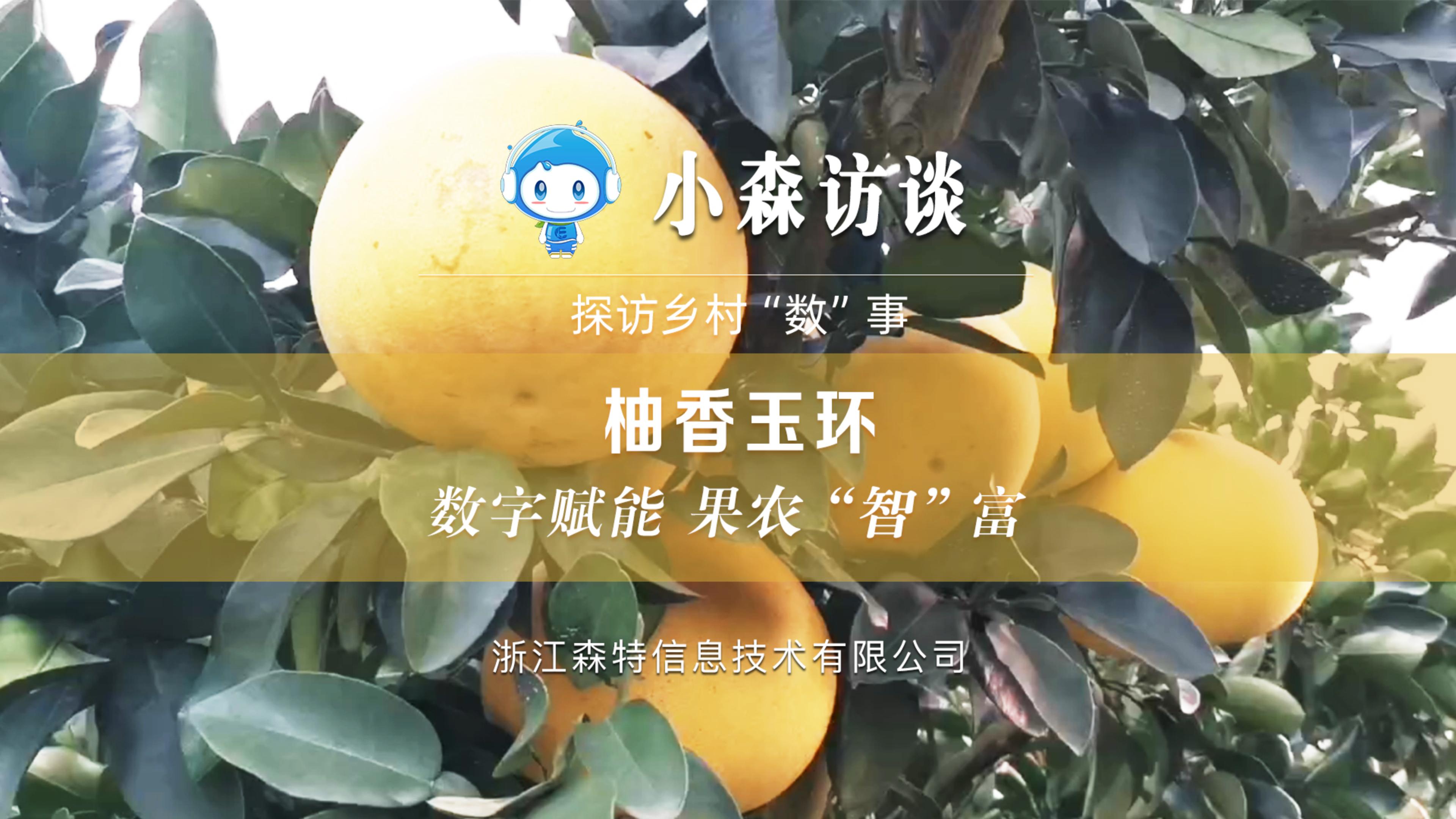 玉环携手浙江森特打造”柚香玉环”数字化应用，以数字赋能，助果农“智”富