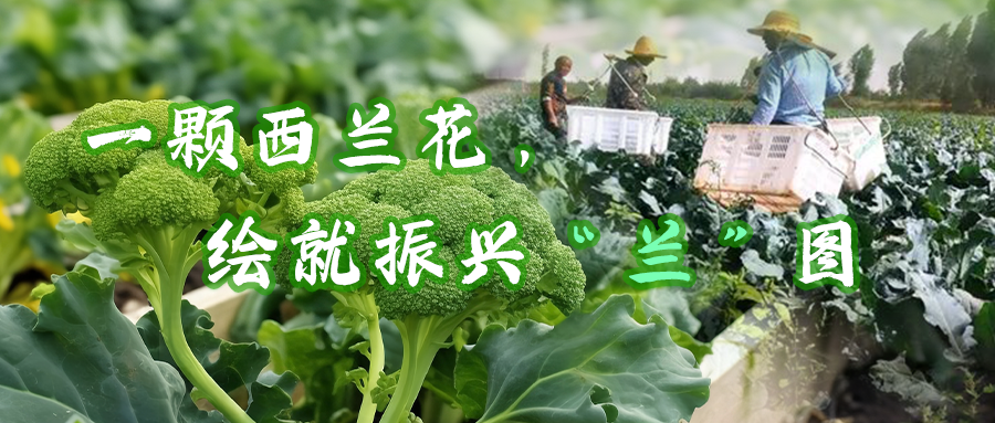 一颗西兰花，绘就振兴“兰”图